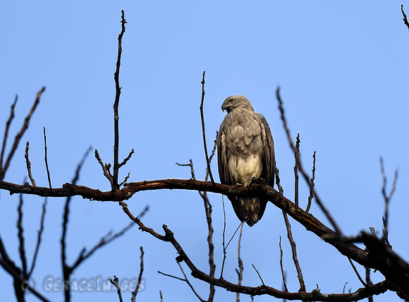 Fish Eagle