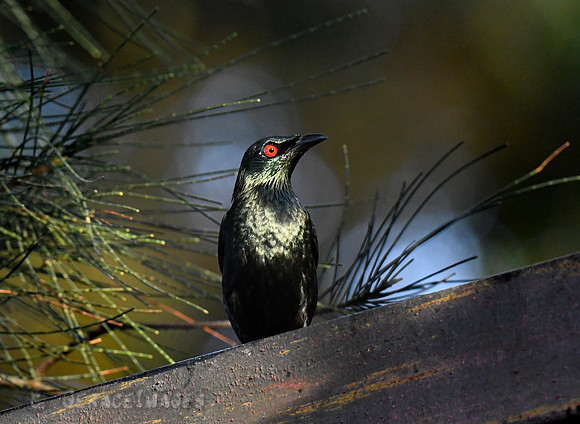 Glossy Starling