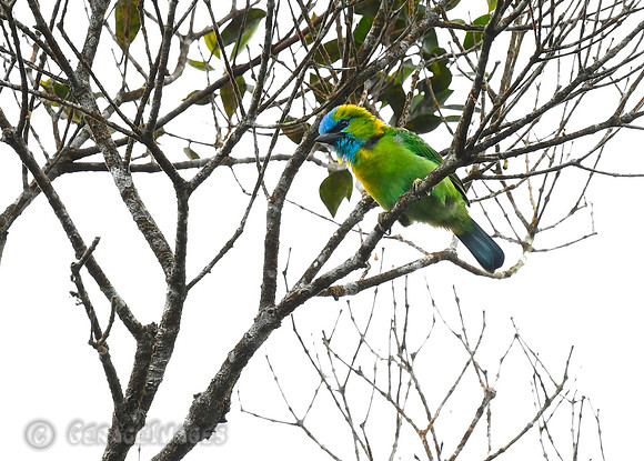 Golden-naped Barbet.  *Endemic