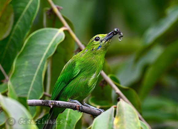 Female Greater Leafbird
