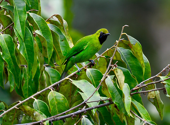 Male Greater Leafbird