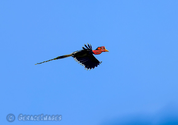 Male Helmeted Hornbill