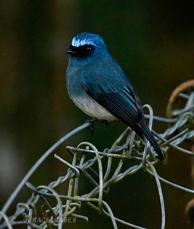 Indigo Flycatcher