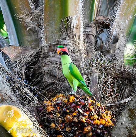 Long-tailed Parokeet