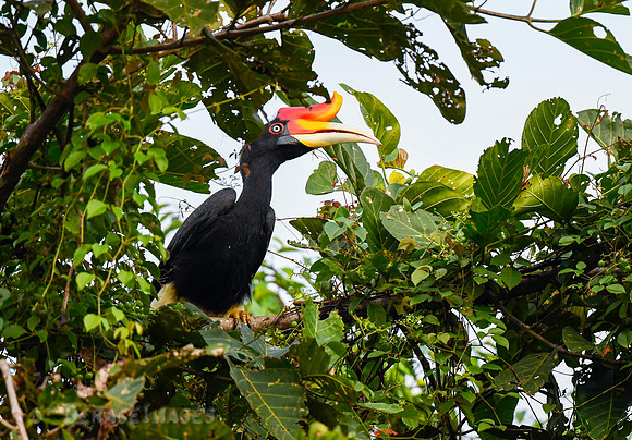 Rhinoceros Hornbill