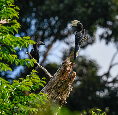 Female & Male Black Hornbills