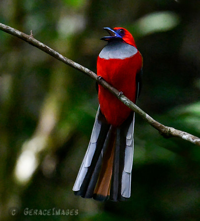Male Whitehead's Trogon