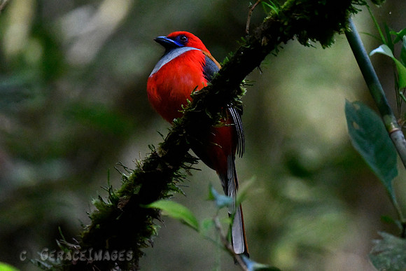 Whitehead's Trogon, male.*Endemic