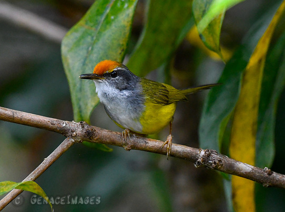 Mountain Tailorbird