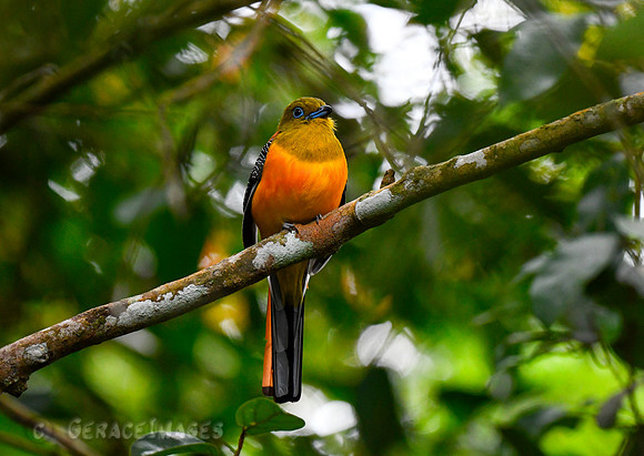 Orange-breasted Trogon