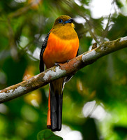 Orange-breasted Trogon