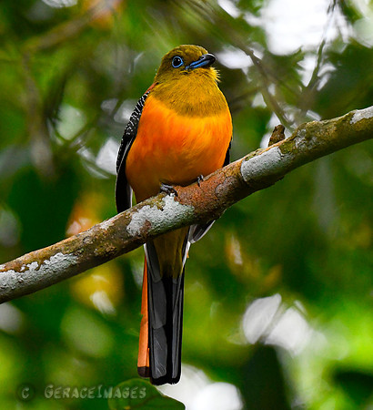Orange-breasted Trogon