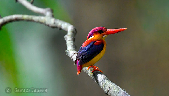 Oriental Dwarf Kingfisher