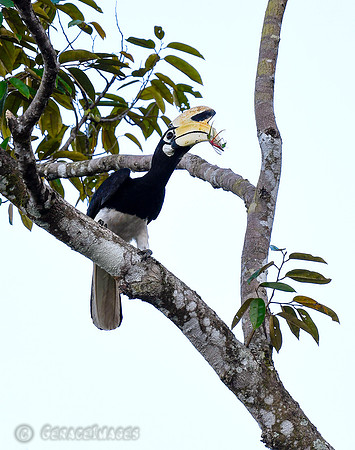 Oriental Pied Hornbill
