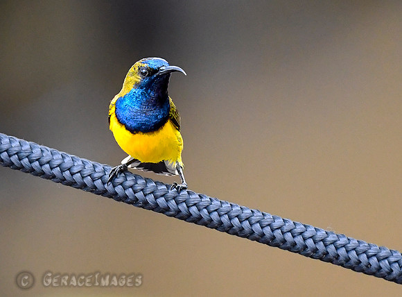 Ornate (Olive-backed) Sunbird