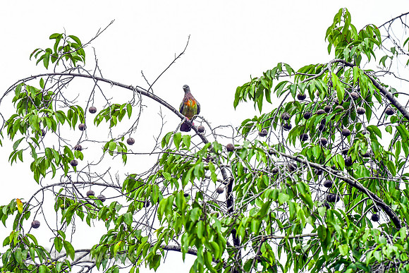 Pink Neck Green Pigeon