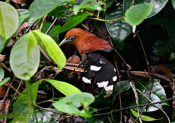 Raffles Malkoha