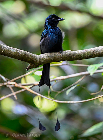 Raquet Tail Drongo