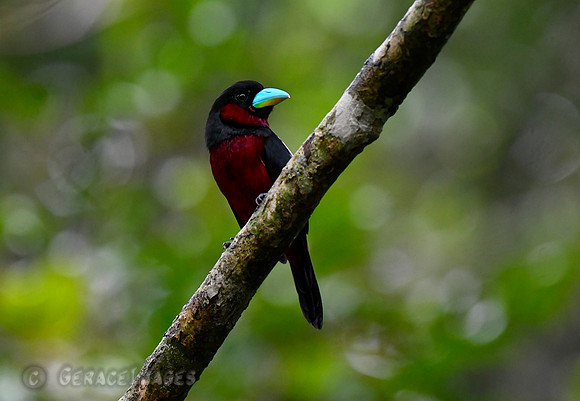 Black & Red Broadbill