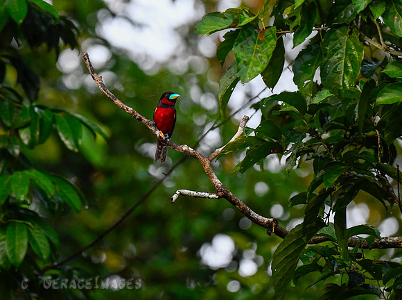 Black & Red Broadbill