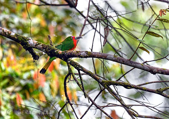 Red-bearded Bee-eater
