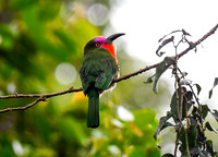 Red-bearded Bee-Eater