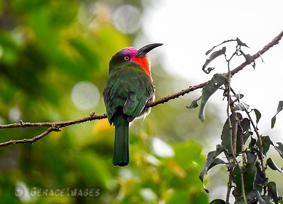 Red-bearded Bee-Eater