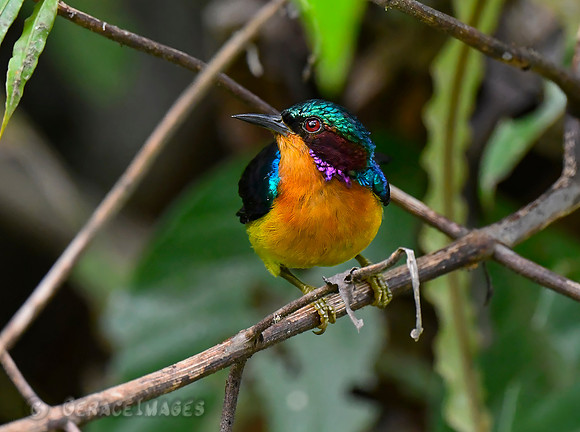 Ruby-cheeked Sunbird