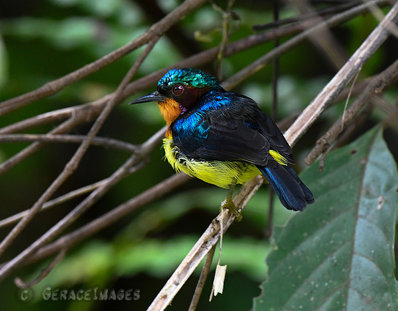 Ruby-cheeked Sunbird