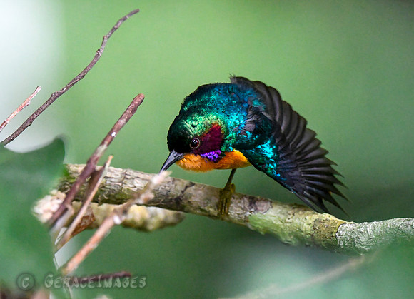 Ruby-cheeked Sunbird