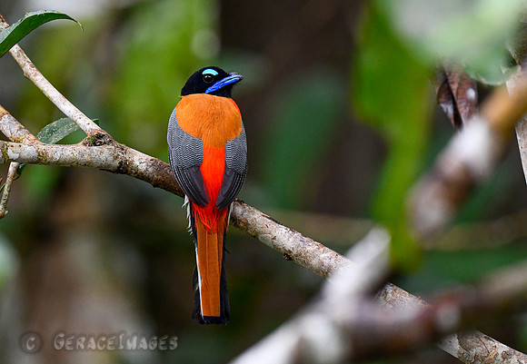 Scarlet-rumped Trogon