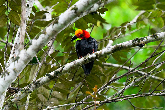 Borneo Bristlehead. *Endemic