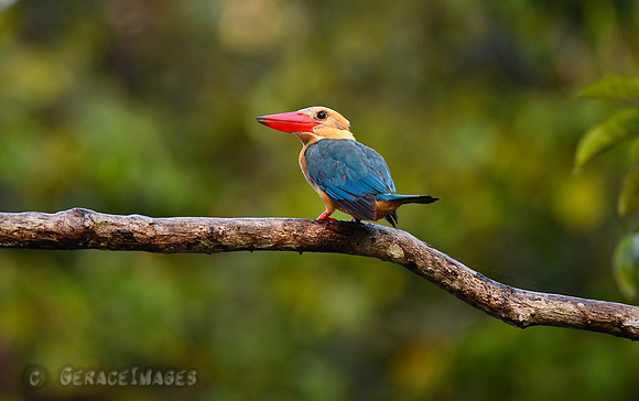 Stork-billed Kingfisher