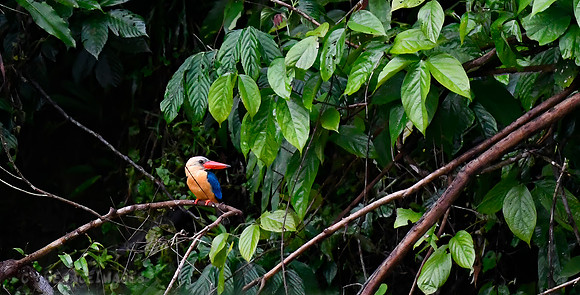 Stork-billed Kingfisher
