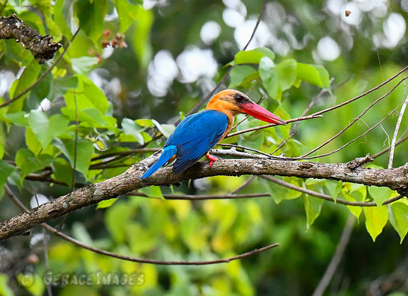 Stork-billed Kingfisher