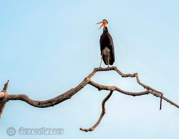 Storm Stork