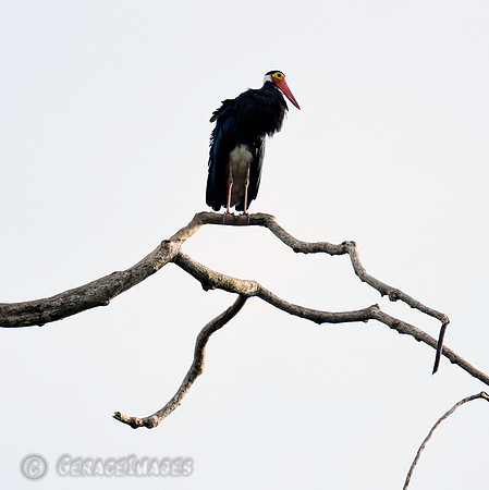 Storm Stork