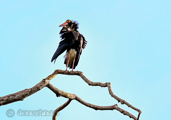 Storm Stork