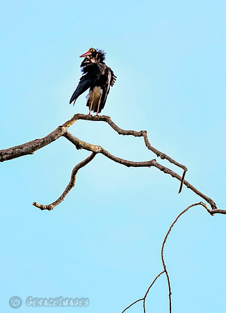 Storm Stork