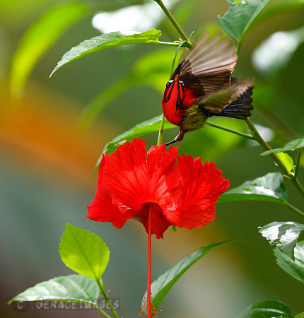 Crimson Sunbird