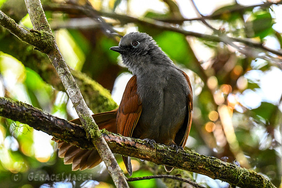 Sunda Laughingthrush