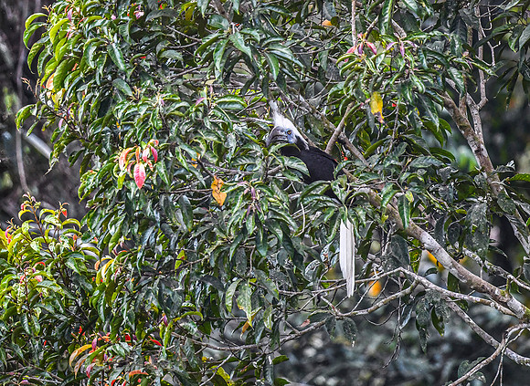 White-crowned Hornbill