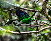 Male Whitehead's Broadbill. *Endemic