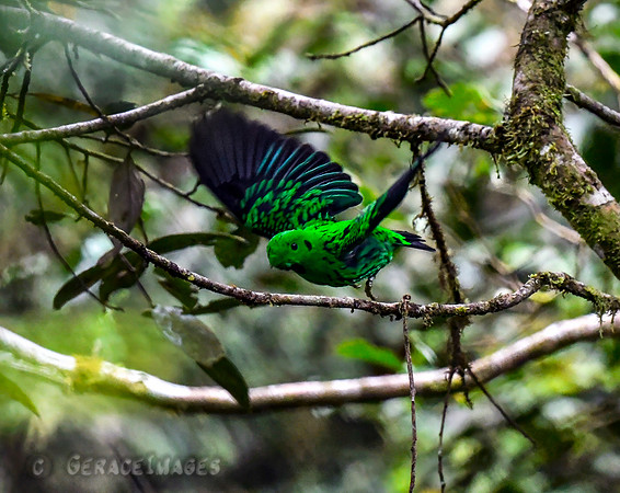 Male Whitehead's Broadbill. *Endemic