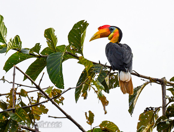 Wrinkled Hornbill