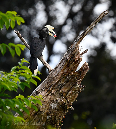 Black Hornbill