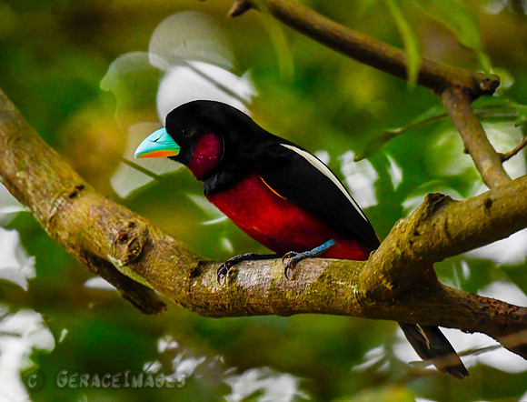 Black & Red Broadbill