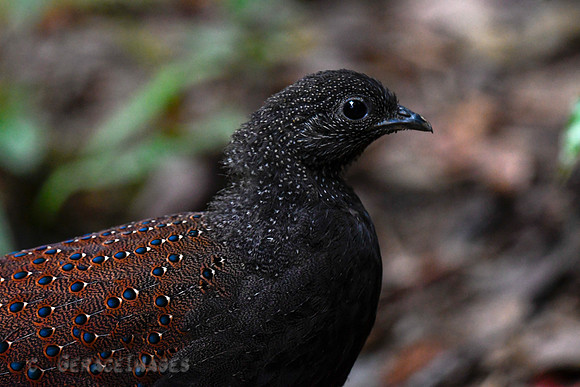 Mountain Peacock Pheasant.* Endemic