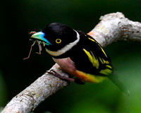 Black & Yellow Broadbill