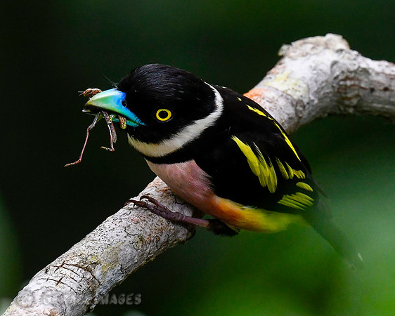 Black & Yellow Broadbill